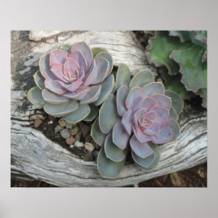 Echeveria Succulent Poster