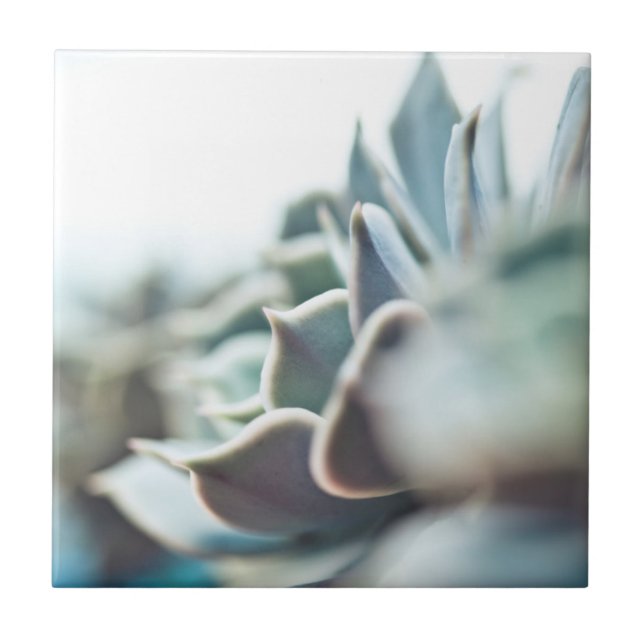 Echeveria succulent tile (Front)