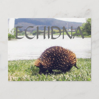 ECHIDNA animal nature customize personalize Postcard