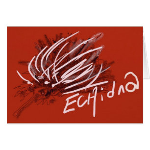 Echidna Anteater Porcupine hedgehog Ant eater