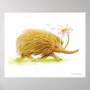 Echidna aquarelle blanc affiche d'art