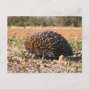 Echidna Finding Food On The Soil Postcard