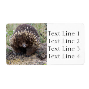 Echidna ou Spiny Anteater Australie