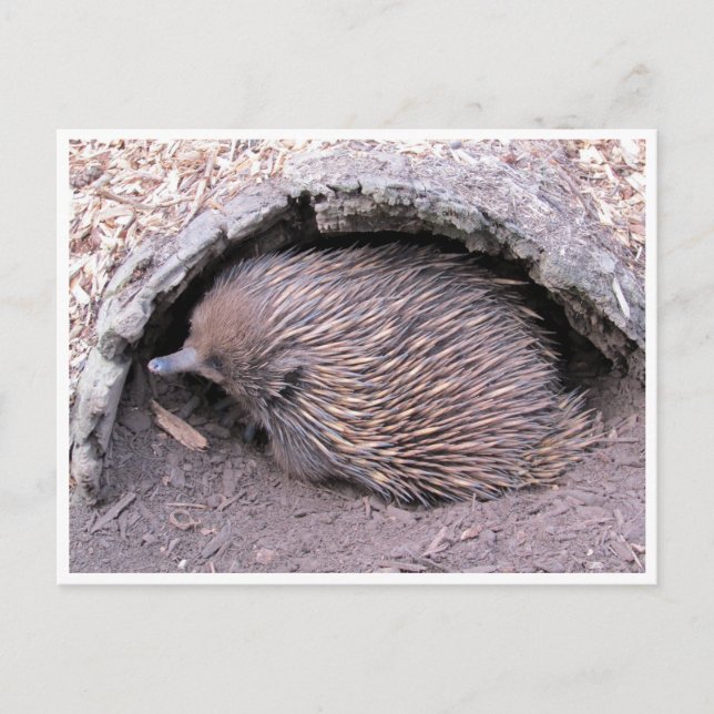echidna postcard (Front)