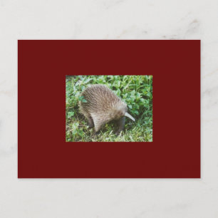 ECHIDNA POSTCARD