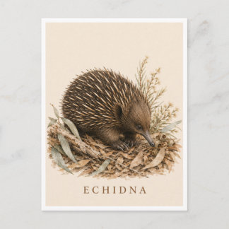 Echidna Postcard | Bush Edition