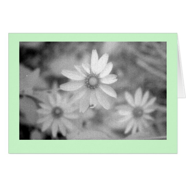 "Echinacea #1" (Front Horizontal)