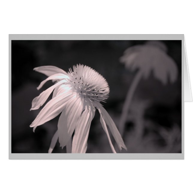 Echinacea Blooms (Front Horizontal)