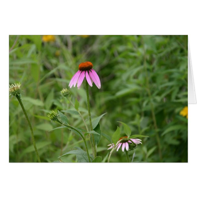 Echinacea card (Front Horizontal)