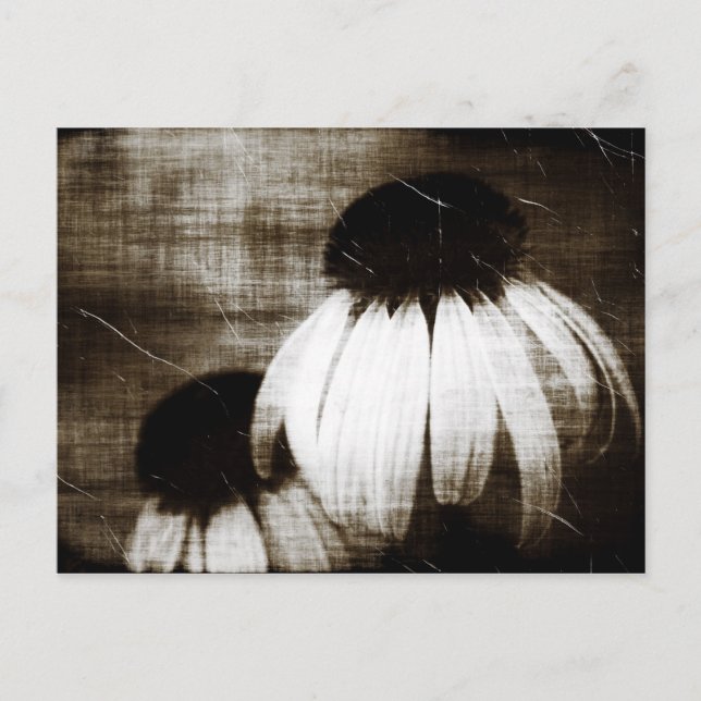 Echinacea Dark Dreams Postcard (Front)