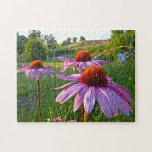 Echinacea Flowers Montana. Jigsaw Puzzle