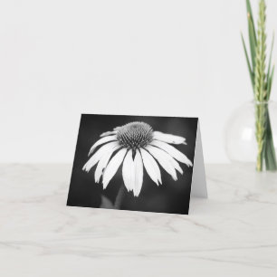 Echinacea in B&W (Blank) Card