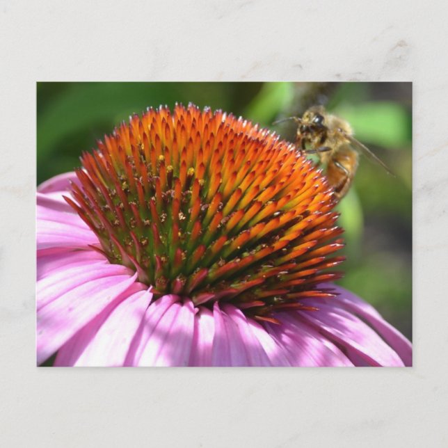 Echinacea Inspiration Postcard (Front)