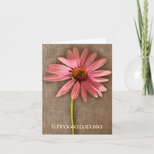 Echinacea purpurea Merci de confleur rose (Devant)