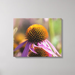 Echinacea Purpurea Purple Coneflower Canvas Print