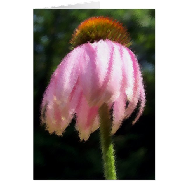 Echinecea Breeze doux (Devant)