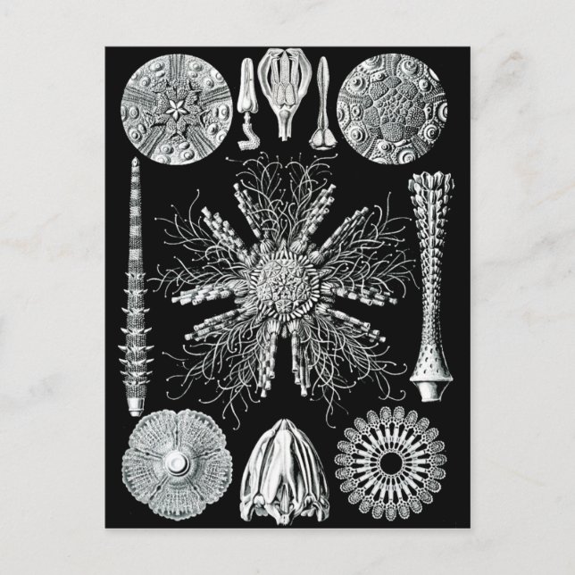 Echinidea Postcard (Front)