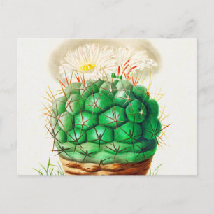 Echinocactus Cactus vintage illustrated Postcard