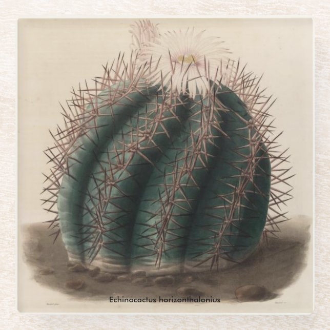 Echinocactus horizonthalonius Cactus Coaster (Front)