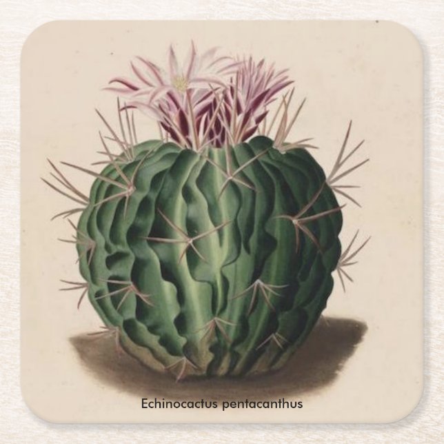 Echinocactus pentacanthus Cactus Coaster (Front)