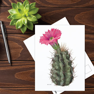 Echinocereus Cactus Mary Emily Eaton Postcard