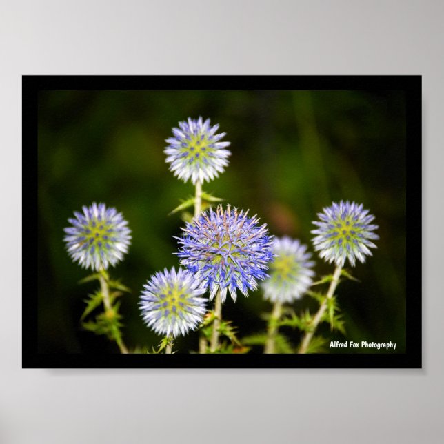 Echinops Sphaerocephalus, Glandular Globe-thistles Poster (Front)