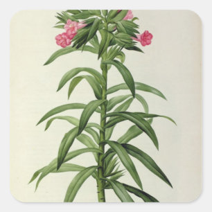 Echium Grandiflorum Square Sticker