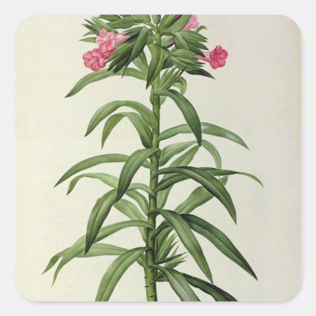 Echium Grandiflorum Square Sticker (Front)