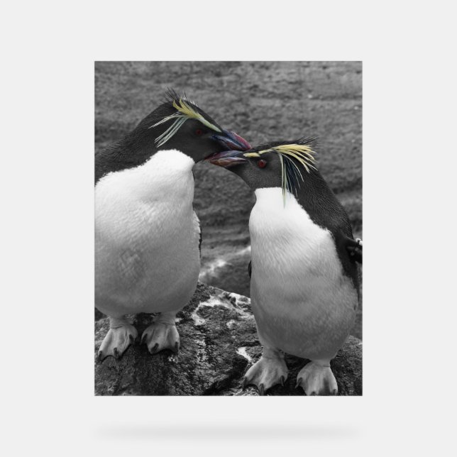 Éclaboussure de couleur de pingouin (Recto)