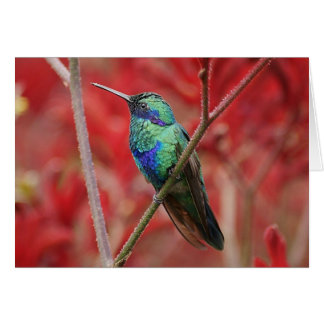 Éclat Iridescendant