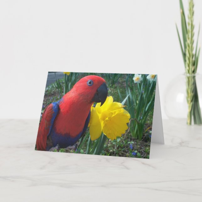Eclectus Daffodil -- Large Card (Front)