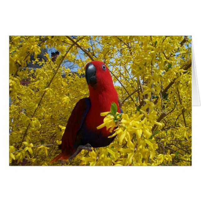Eclectus en jaune -- Grand (Devant horizontal)