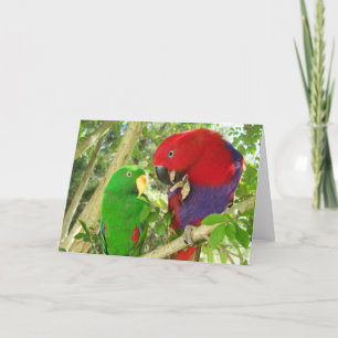 Eclectus Pair Card