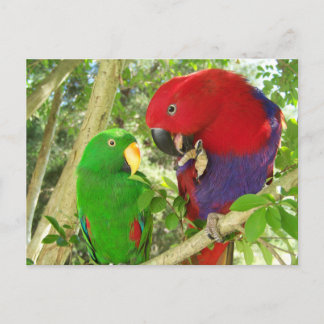 Eclectus Pair Postcard