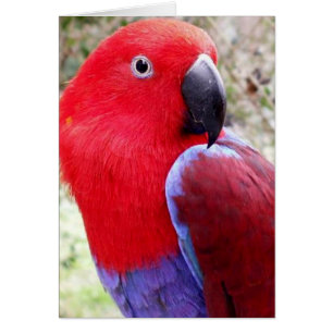 Eclectus Parrot