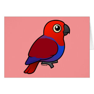 Eclectus Parrot female