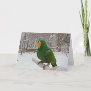 Eclectus Parrot Holiday Card