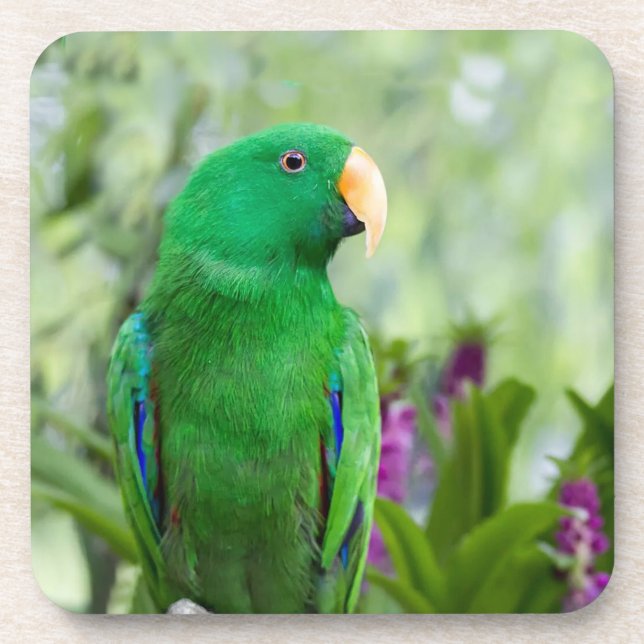 Eclectus Parrot Male Coaster (Front)
