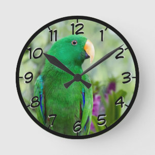 Eclectus Parrot Male Round Clock