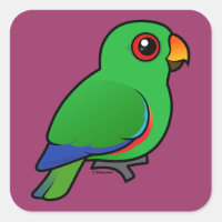 Eclectus Parrot male