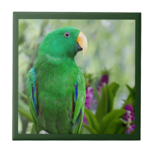 Eclectus Parrot Male Tile