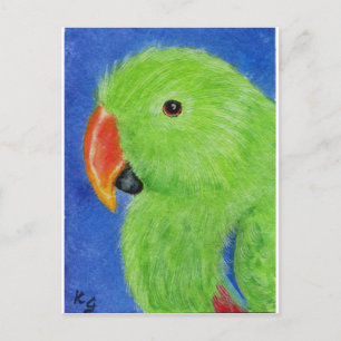 Eclectus Parrot Postcard