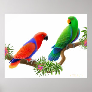 Eclectus Parrots & Bromeliads Print