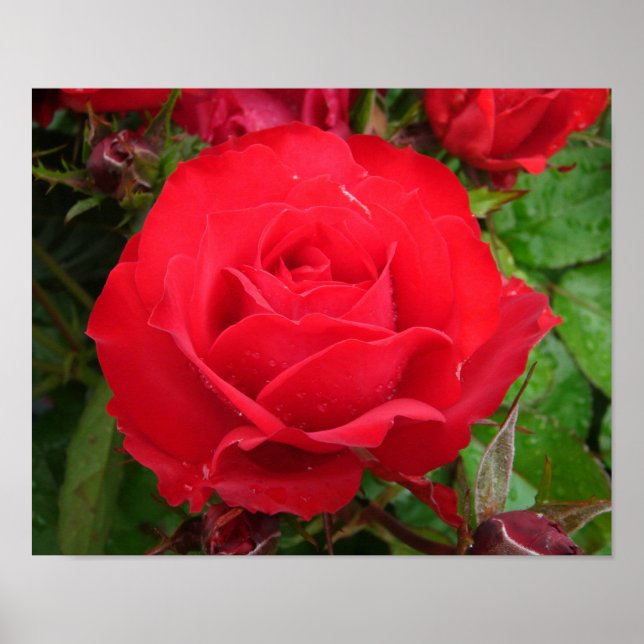 Eclipse King Terrazza Rose Poster (Front)