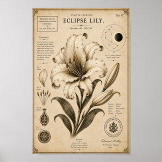 Eclipse Lily Victorian Botanical Museum Print