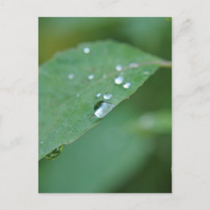 Eco Postcard