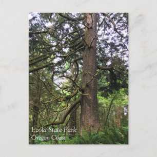 Ecola State Park, Cannon Beach, Oregon Postcard