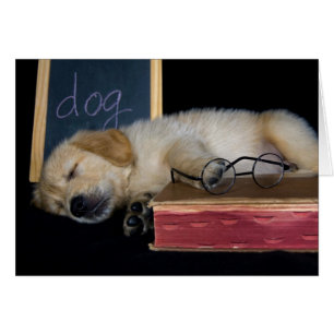 École de Doggie