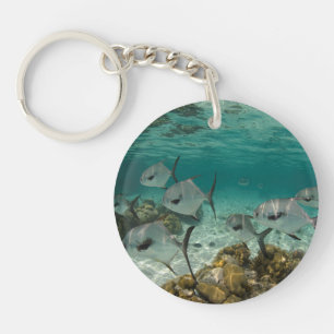 École de poissons permis