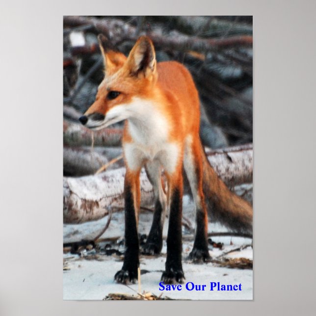 Économisez notre planète série rouge renard poster (Devant)